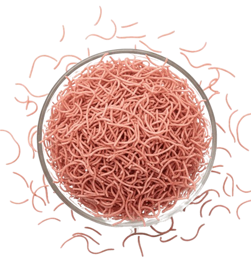 Strawberry Tukda Shevai